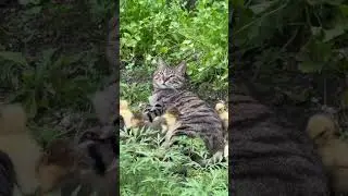 How sweet is this ❤️❤️❤️ #cat #cats #catoftheday #catlover