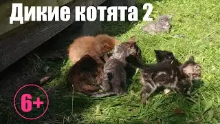 Котята выросли немножко.