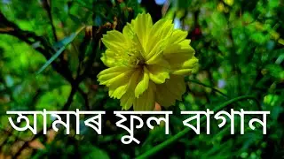 আমাৰ ফুল বাগান চাও অলপ মান🥰😘🌼🌻🏵️🌸🌺🌷🥀🌹