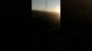 Épagneul Breton-"DISS DON FIELD SPIRIT" (Дух полей) работа по парной куропатке