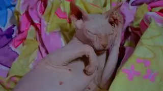 КРЫСЯ. Она делает ЭТО... Funny Cat