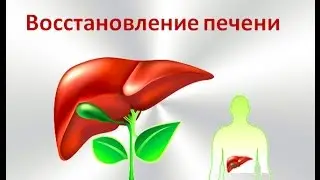 Восстановление  печени (изохрон – вибрациями)