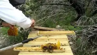 Learning Top Bar Hive Beekeeping - Pests 2/2