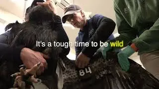 Meet The Oregon Zoo Animals Who Got A Second Chance