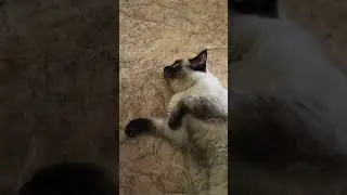 КОТЛЕТКИ ПРОПАЛИ 🙀😼🔊#коты#котики#cats