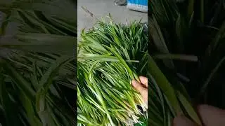 jangli pyaj