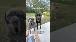 raw duck meat patties for my 4 dogs for dinner 🦆🥩🐶