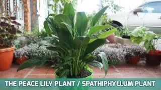 EPISODE 35 HOW TO GROW THE PEACE LILY PLANT / SPATHIPHYLLUM PLANT