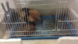 My pets