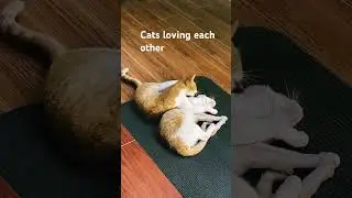Cats loving each other #cats #shortvideo #catslove
