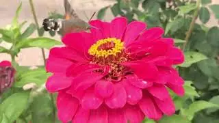 Бражник бабочка-колибри