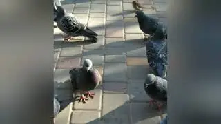 Кормим птичек (ноябрь 2020)✨ 