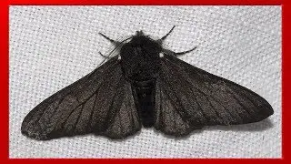 El fin del melanismo industrial en mariposas tras la Revolución Industrial