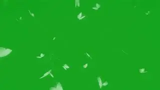 Aesthetic White Butterfly Green Screen Background Video Effects HD