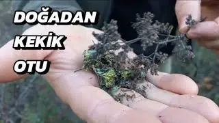 Kekik otu, Güve otu. Doğadan sofralara #nature #doğa