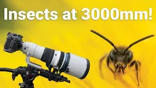 Insects with a Telephoto lens