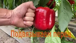 Подвязка перца - способ 
