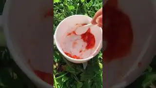 Making natural paint with strawberry 