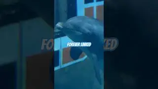 #dolphins #dolphins #gunsnroses  #axlrose #estranged #disneyworld #epcot #useyourillusion