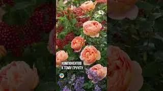 Лучший грунт для выращивания Роз 