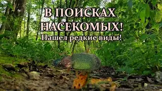 В ПОИСКАХ НАСЕКОМЫХ! • НАШЕЛ РЕДКИЕ ВИДЫ • насекомолюб !