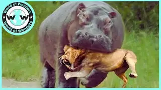 😱OMG! Angry Hippo Crushes Lion's Head  Hippo Attack