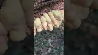 С картошечкой самое то