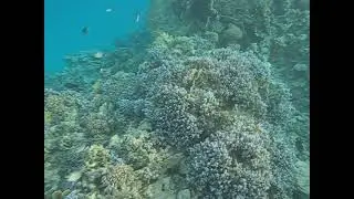 🦈 Акула