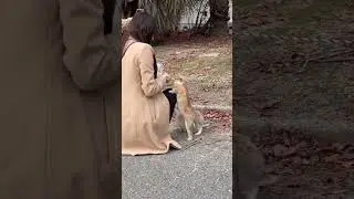 Lucu banget! Main sama kelinci di pulau kelinci di Jepang!
