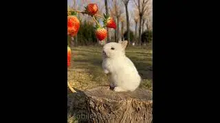 Rabbit eating strawberry 🍓 #rabbit #eating #viralshorts #shortsfeed  #shortsyoutube #shorts OMG 😲