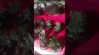 Bonsai