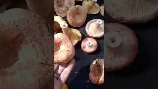 ГРИБНОЕ ИЗОБИЛИЕ 🙈🙊🍄. Подмосковье 🌲🌳🐿🦔🦊🐺🐗🐍🐇 #грибы #mushroom #лето #дача