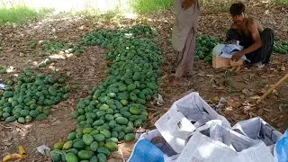 ASMR MANGO 🥭 Packing