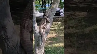 Чем не древесный варан 😁