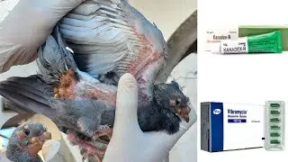 Pigeon Pox Treatment || Pigeon Pox Medicine