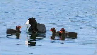 Tender Side of Feisty American Coot - American Coot Feeding Baby Coots