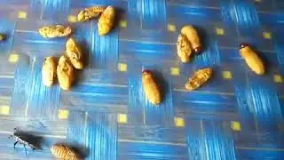 Ulat sagu/Tutod siapa pandai makan memang ketagih