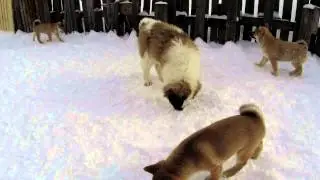 Сиба-ину , Московская сторожевая , Русская псовая Борзая ,
