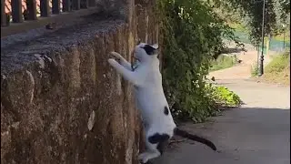 Me quiere meter dos CULEBRAS en casa!