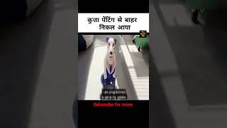 कुत्ता पेंटिंग से बाहर निकल आया| movie explained in Hindi #explained