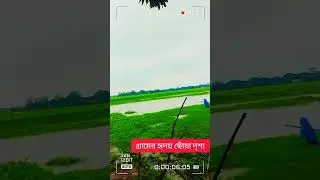 গ্রামের প্রাকৃতিক হৃদয় ছোঁয়া দৃশ্য  #shorts #freelancer_shohel #fsshohel