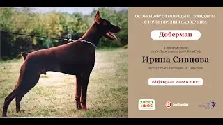 DOBERMAN / Irina Anatolyevna Sivtsova. Kennel 