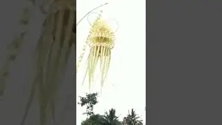Janur kuning jadi saksi di pernikahan mu