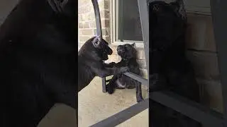 Why we ALWAYS Monitor our Puppies 🐶