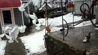голуби белгорода хлевнюк александра валентиновича