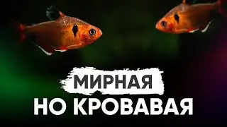 Серпас, Минор. Содержание в аквариуме, разведение, кормление
