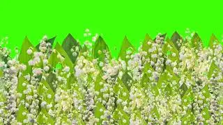 COPYRIGHT FREE GREEN SCREEN LILY OF THE VALLEY | LET'S TUBE |