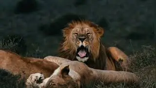 lion with family