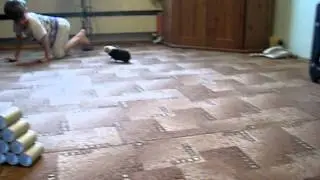 Guinea pig's tricks. Trick № 3 