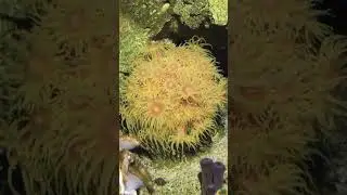 Tubastrea